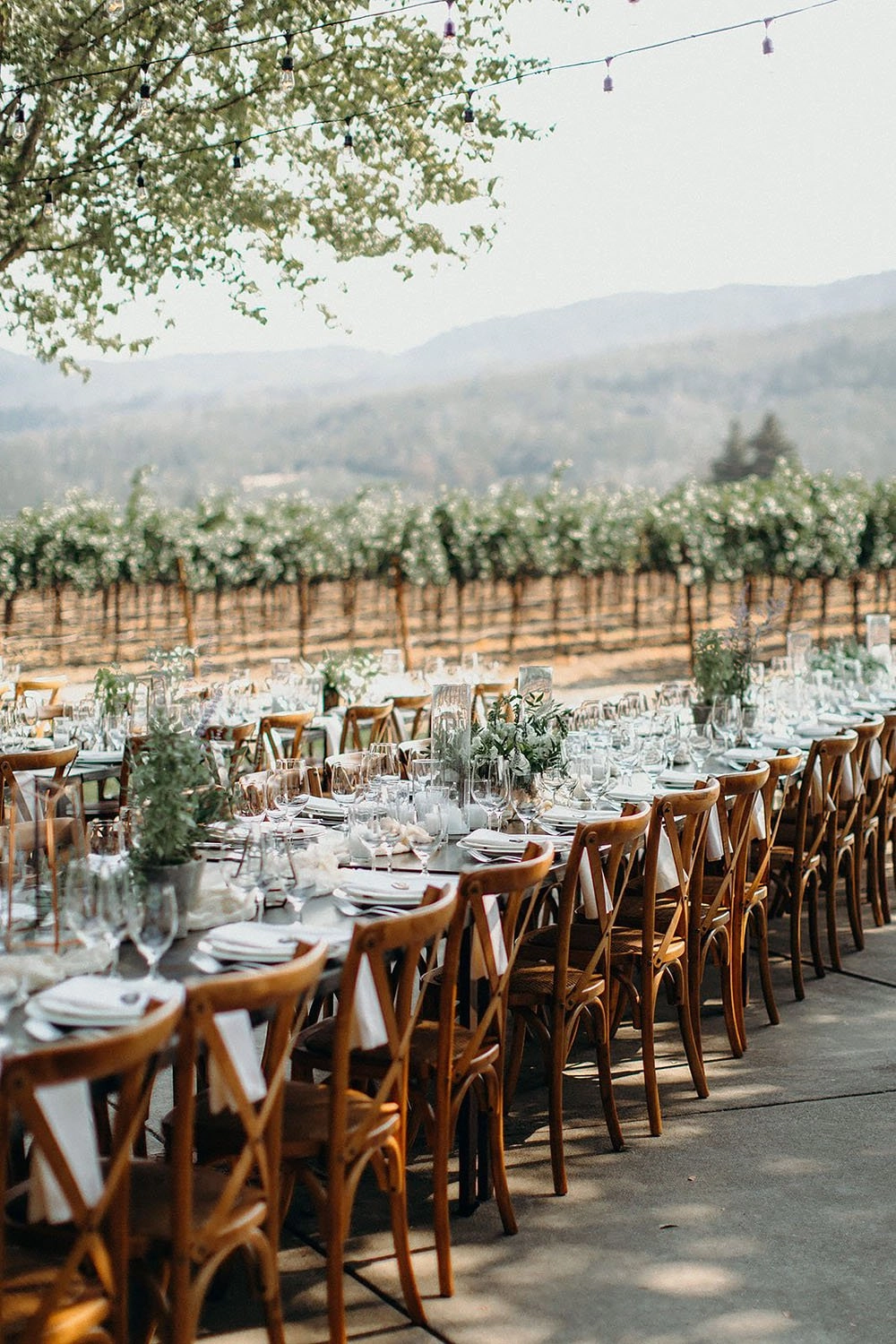Vineyard-side reception tables with bistro lights and potted herb centerpieces